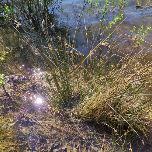 Image of Juncus edgariae by (c) Jenny Saito, some rights reserved (CC BY)