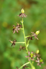 Veratrum maackii