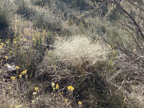 Image of Austrostipa elegantissima by (c) Thomas Mesaglio, some rights reserved (CC BY)