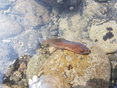 Pseudophycis breviuscula