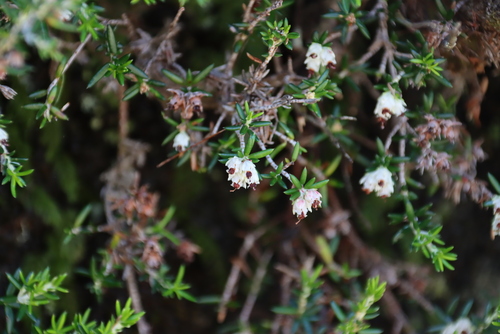 Image of Erica petiolaris by (c) Tony Rebelo, some rights reserved (CC BY-SA)