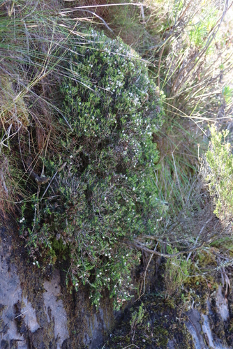 Image of Erica petiolaris by (c) Tony Rebelo, some rights reserved (CC BY-SA)