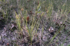Carex garberi