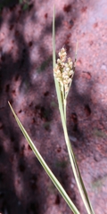 Carex garberi
