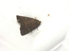 Noctuoidea