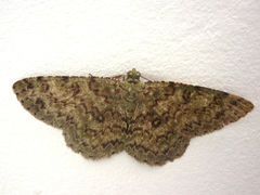 Ophthalmitis