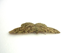 Ophthalmitis