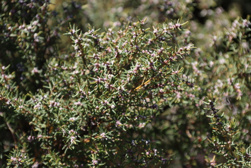Image of Grubbia rosmarinifolia by (c) Tony Rebelo, some rights reserved (CC BY-SA)