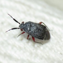 Atractotomus schwartzi