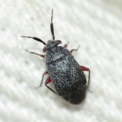 Atractotomus schwartzi