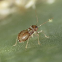 Agaveocoris agavis