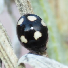 Hyperaspis octonotata