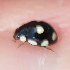 Hyperaspis octonotata