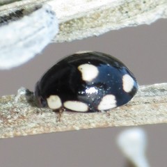 Hyperaspis octonotata