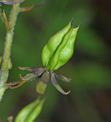 Veratrum maackii