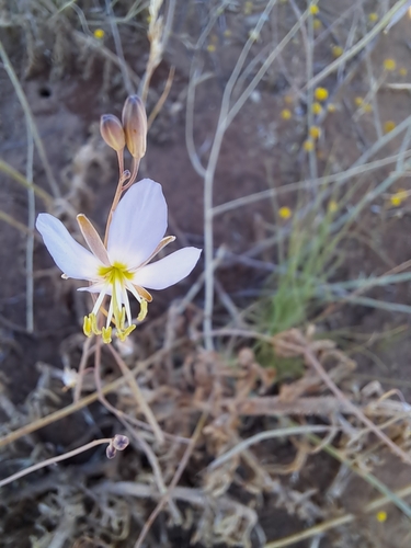 Image of Heliophila lactea by (c) Noeleen du Toit, some rights reserved (CC BY-SA)