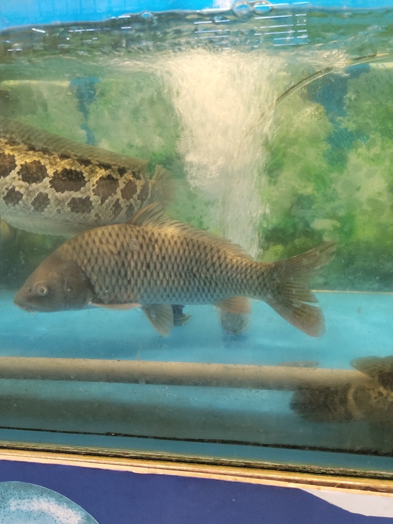 Chinese Carp