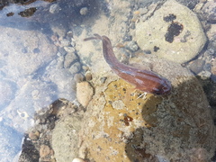 Pseudophycis breviuscula