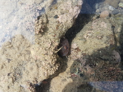 Pseudophycis breviuscula
