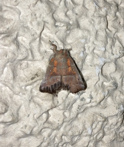 Scoliopteryx libatrix