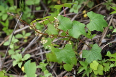 Menispermum dauricum