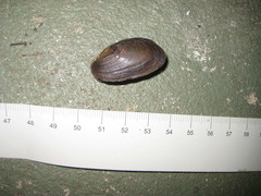 Hyridella drapeta