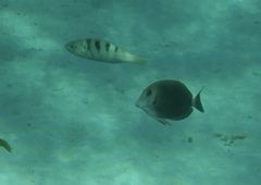 Acanthurus nigroris
