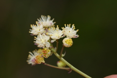 Menispermum dauricum