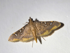 Prophantis adusta