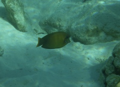Acanthurus pyroferus