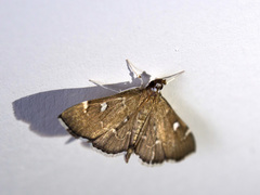 Protonoceras capitalis