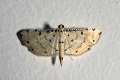 Pycnarmon cribrata
