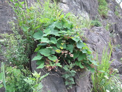 Menispermum dauricum