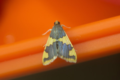 Rehimena phrynealis