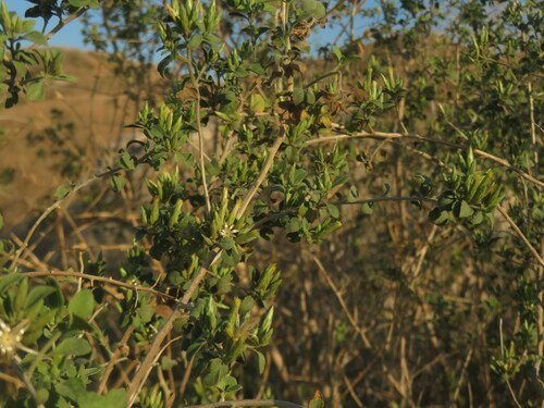 Image of Brickellia desertorum by no rights reserved