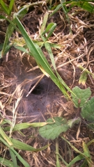 Tegenaria mediterranea