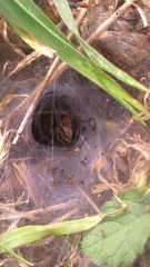 Tegenaria mediterranea