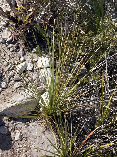 Image of Xanthorrhoea platyphylla by (c) Thomas Mesaglio, some rights reserved (CC BY)