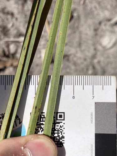 Image of Xanthorrhoea platyphylla by (c) Thomas Mesaglio, some rights reserved (CC BY)