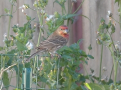 Haemorhous mexicanus