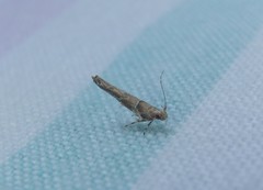 Pyroderces