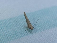 Pyroderces