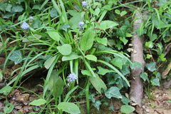 Hyacinthoides italica