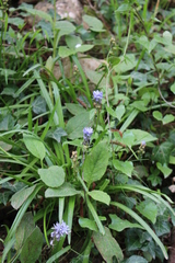 Hyacinthoides italica