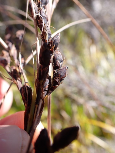 Image of Gahnia pauciflora by (c) Leon Perrie, some rights reserved (CC BY)