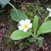 Primula vulgaris vulgaris - Photo (c) Fabien Piednoir, some rights reserved (CC BY-SA), uploaded by Fabien Piednoir