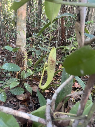 Nepenthes rafflesiana