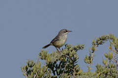 Sericornis maculatus