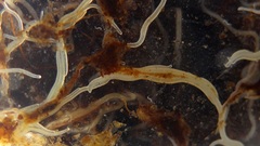 Enchytraeus buchholzi