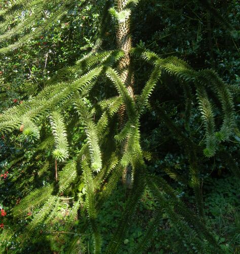 Araucaria araucana